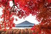 MÙA LÁ ĐỎ ; TOKYO - NÚI PHÚ SỸ - TRẢI NGHIỆM TẮM OSEN - YOKOHAMA (THÁNG 11)
