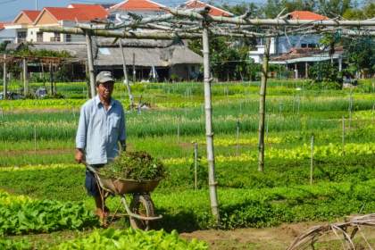 Tra Que Vegetable Village