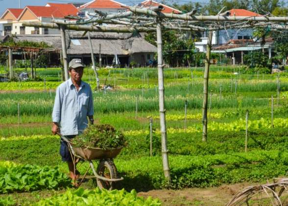 Tra Que Vegetable Village