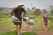 One Day Farming With Farmer in Tra Que village - Local Life Experience
