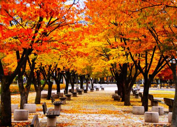 VI VU SEOUL 4N3Đ THÁNG 10 - ĐẢO NAMI – CÔNG VIÊN EVERLAND – MYEONGDONG